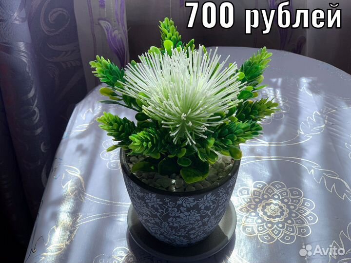 Растения