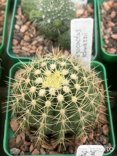 Кактус Ферокактус, Нотокактус и другие