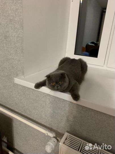 Британская вислоухая кошка