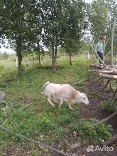 Бараны, овцы, ярки