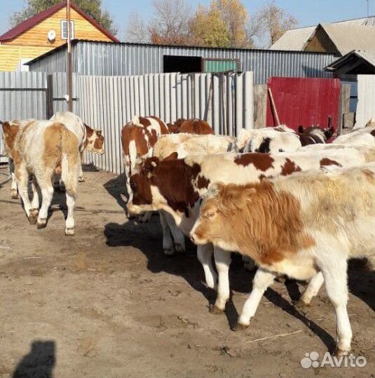 Быки телята