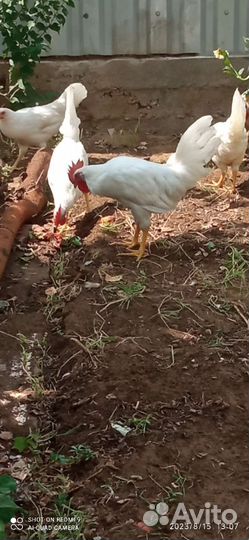 Молодые петушки