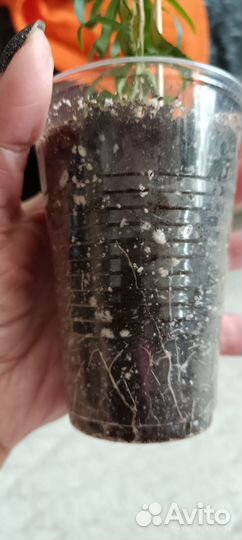 Каллистемон (сеянцы)