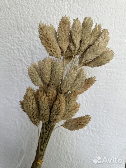 Фаларис сухоцвет