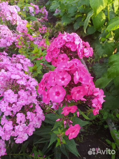 Флоксы сортовые