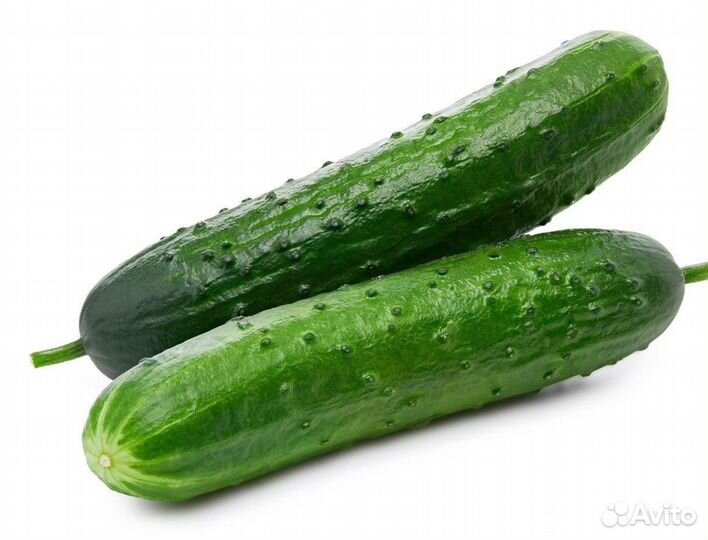 Огурцы Святогор оптом (Россия) 9кг