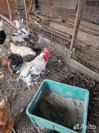 Продам петухов домашних