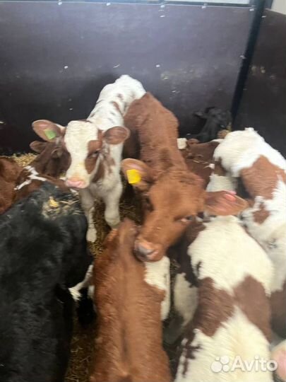 Телята бычки доставка
