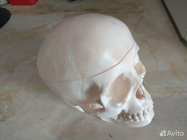 Пластиковый череп