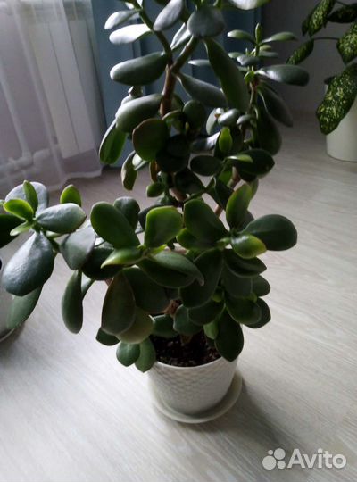 Колохое, диффенбахия толстянка