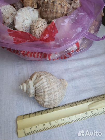 Ракушка три размера 4, 7 и 10 см