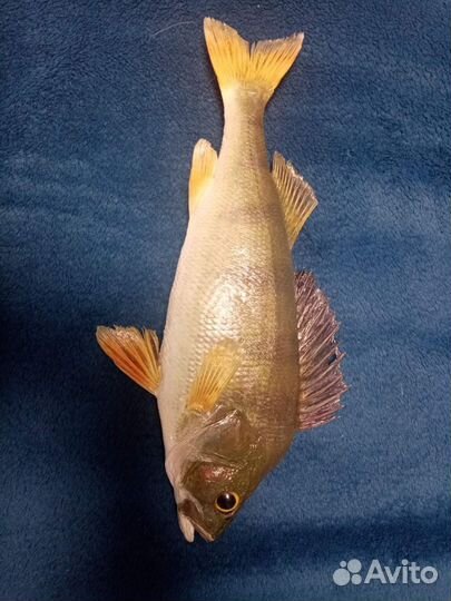 Изготовление чучел рыб