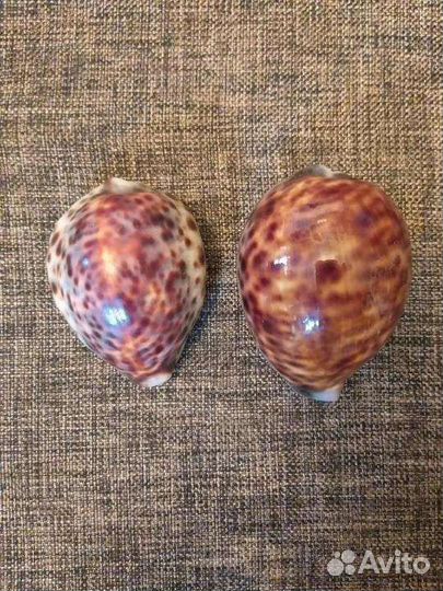 Ракушка ципрея тигрис каури 8-9 см