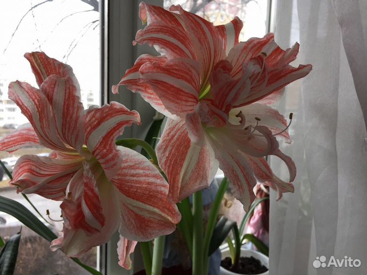 Гиппеаструм