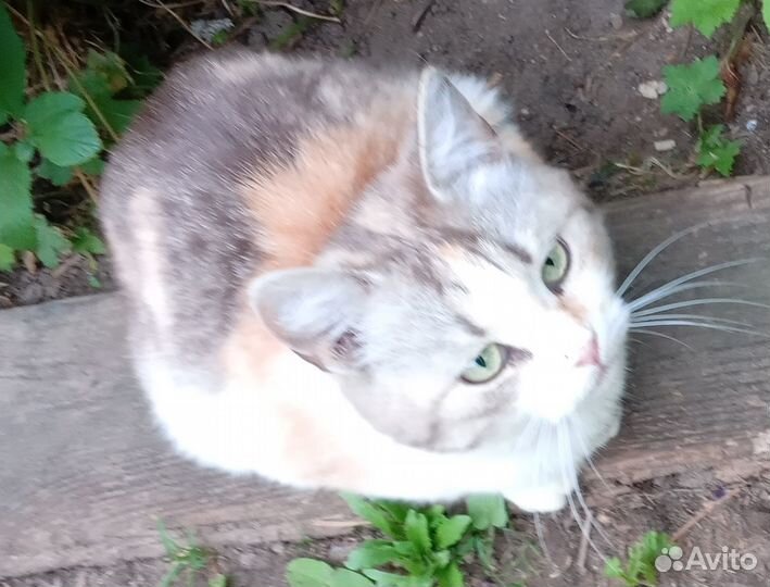 Трёхцветная шотландская кошечка- на счастье