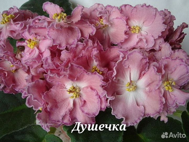 Детки сортовых фиалок