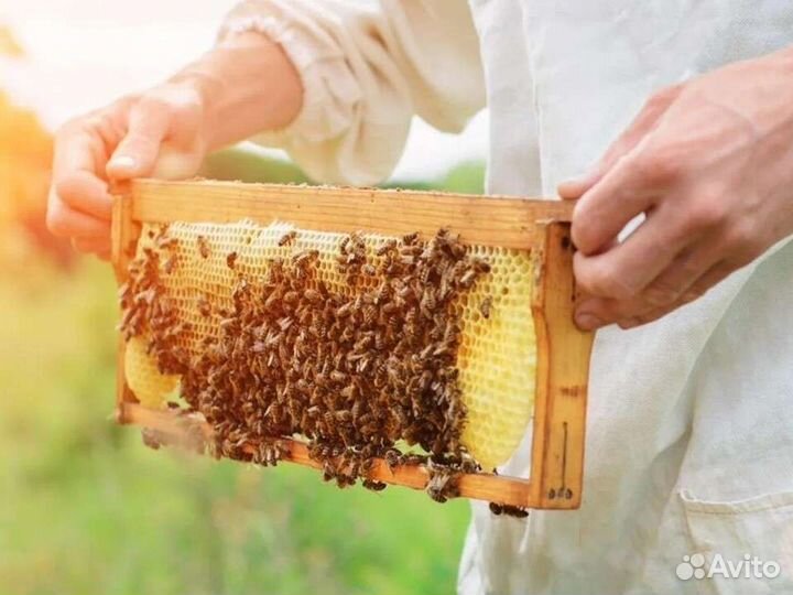 Вкуснейший мёд 2023