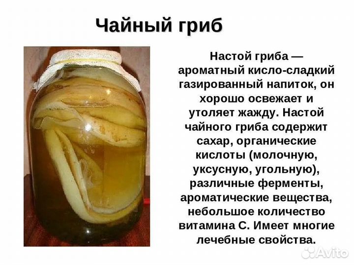 Чайный гриб комбуча