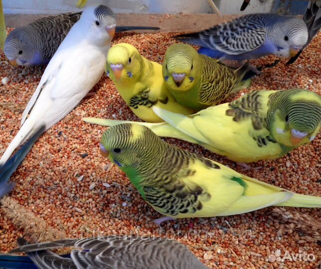 Молоденькие волнистые попугаи