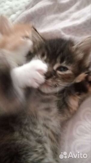 Котенок в дар бесплатно
