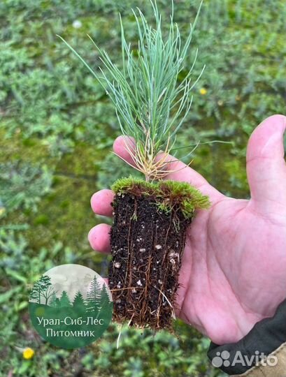 Зкс и окс Сосна Ель Лиственница сеянцы Голуб горн