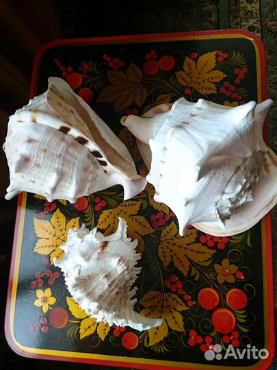 Раковины морские Индия