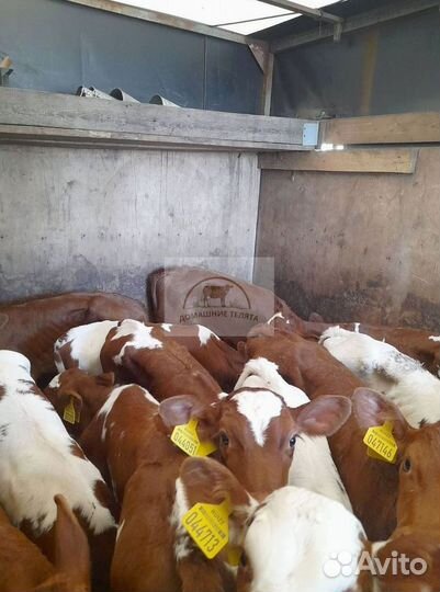 Бычки, телята от 2 месяца