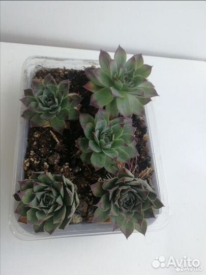 Молодило, каменная роза