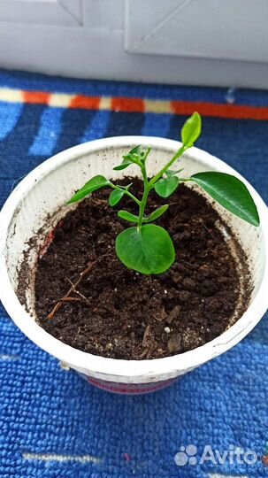 Муррайя метельчатая