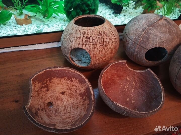 Улитка Хелена, декор кокос