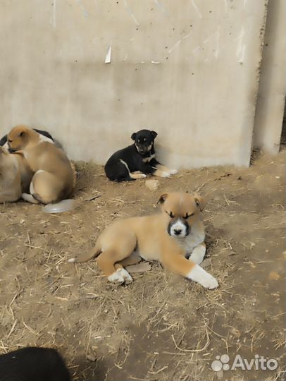 Щенки сторожевые