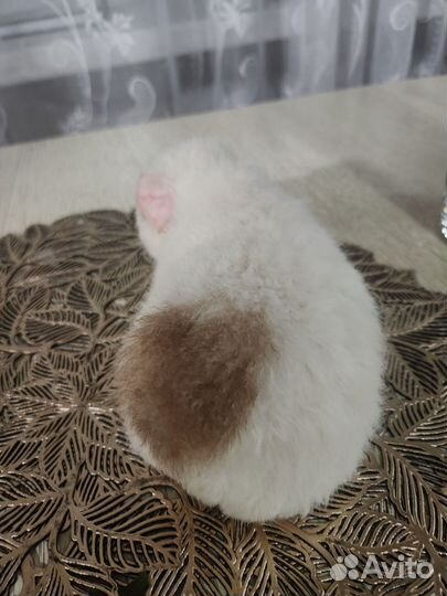 Морская свинка американский тедди