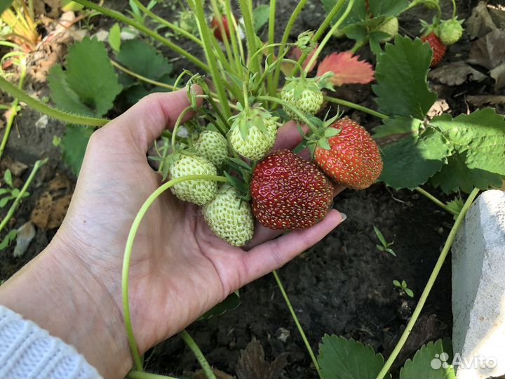 Клубника саженцы Кимберли 70 р