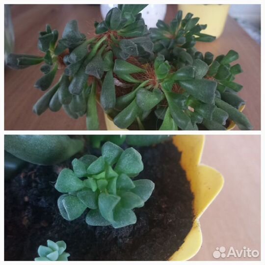 Сансевиерия, суккуленты