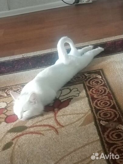 Девочка турецкая ангора