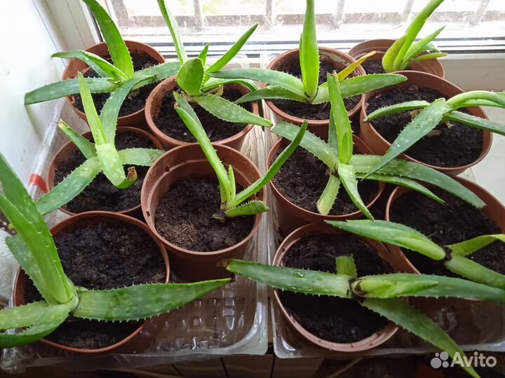 Алоэ толстолистное