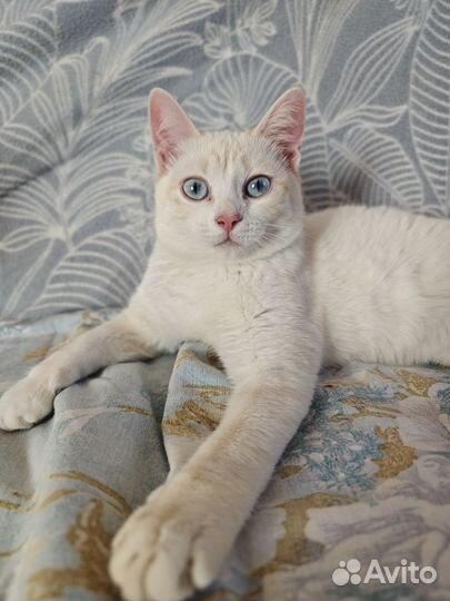 Кошки в добрые руки бесплатно