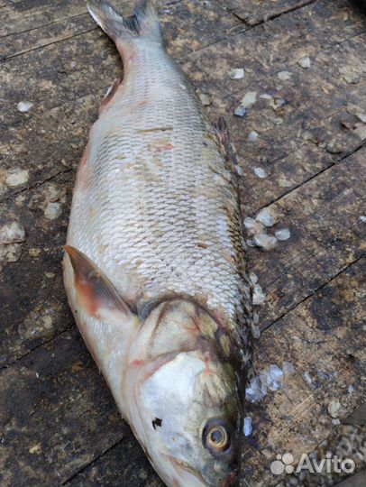 Свежемороженная рыба жерих