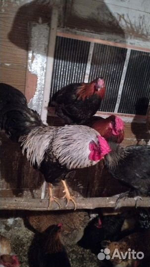 Молодой петушок