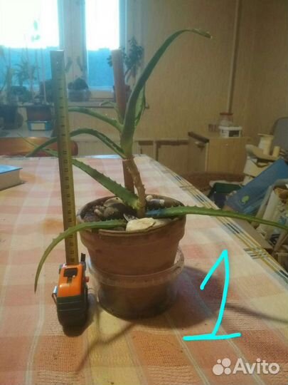 Алоэ 2х видов в добрые руки