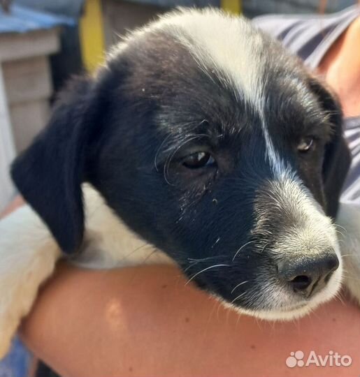 Щенки в добрые руки