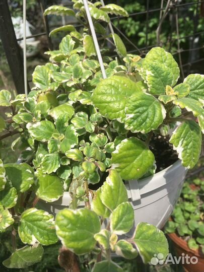 Плектрантус (домашняя мята)