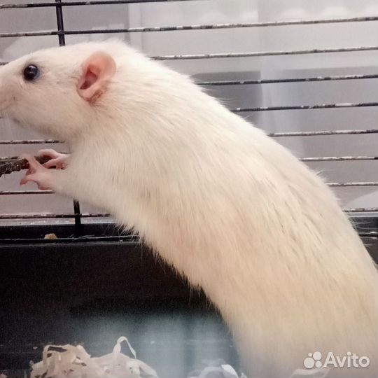 Крысы дамбо