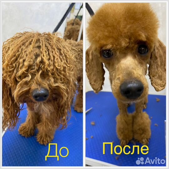 Грумер.Стрижка собак и кошек