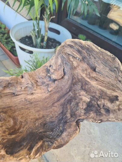 Дрифтвуд морская коряга