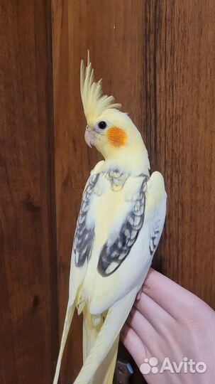 Продам полностью ручных птенцов кореллы