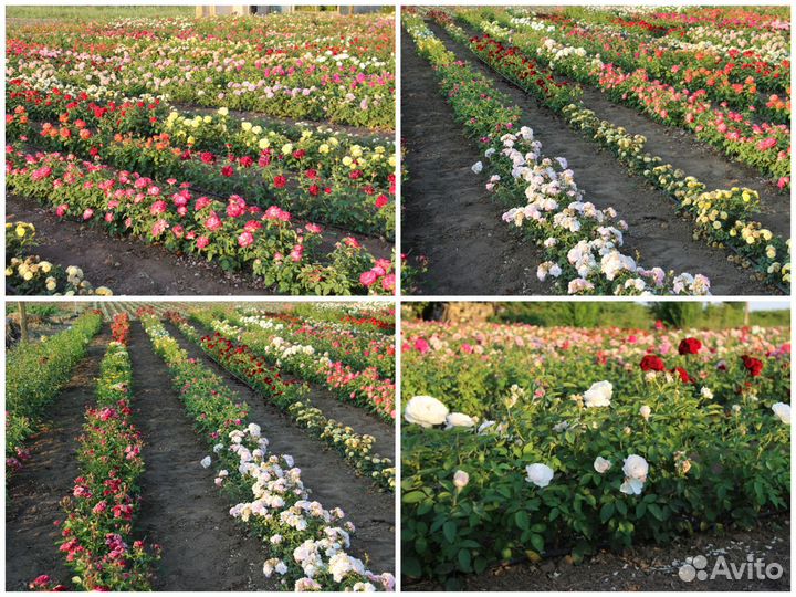 Саженцы роз оптом (450 сортов) - Амбер квин(Amber