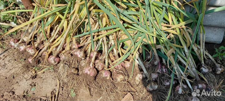 Чеснок сорт Стрелец