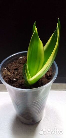 Сансевиерия ханни