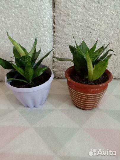 Сансевиерия